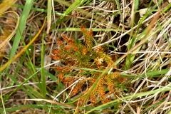 Austrolycopodium fastigiatum
