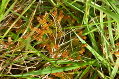 Austrolycopodium fastigiatum