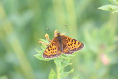 Melitaea