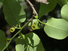 Diospyros montana