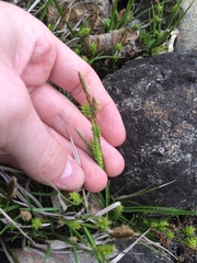 Carex crawei