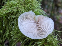 Crepidotus calolepis