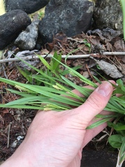 Carex granularis