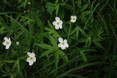 Anemonastrum dichotomum