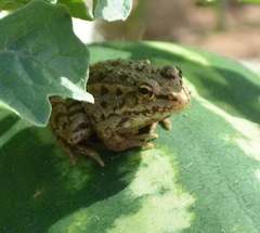 Pelophylax kurtmuelleri