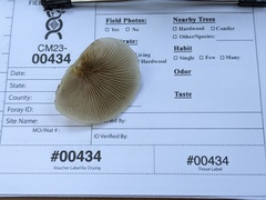 Crepidotus calolepis