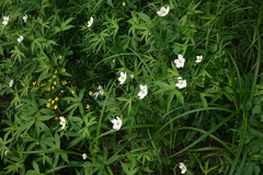 Anemonastrum dichotomum