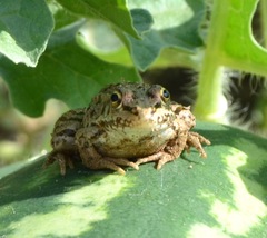 Pelophylax kurtmuelleri