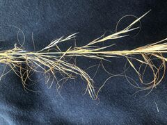 Austrostipa scabra falcata