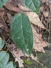 Ficus sarmentosa nipponica