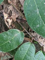 Ficus sarmentosa nipponica