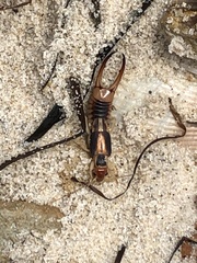 Labidura truncata