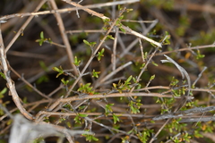 Coprosma cheesemanii