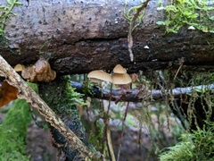 Crepidotus calolepis