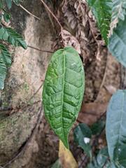Ficus sarmentosa nipponica