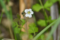 Geranium microphyllum