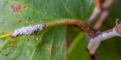 Eriococcus