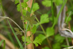 Geranium microphyllum