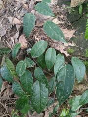 Ficus sarmentosa nipponica
