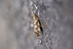 Tingena xanthomicta