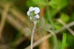 Geranium microphyllum