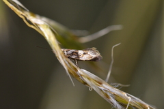 Tingena xanthomicta