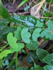 Decaloba