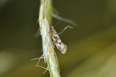 Tingena xanthomicta