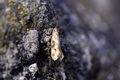 Tingena xanthomicta