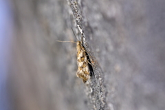 Tingena xanthomicta
