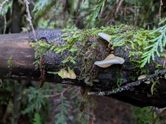 Crepidotus calolepis