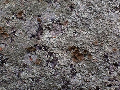 Xanthoparmelia plittii