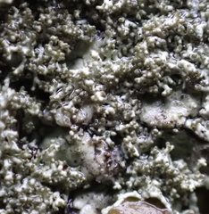 Xanthoparmelia plittii