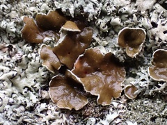 Xanthoparmelia plittii