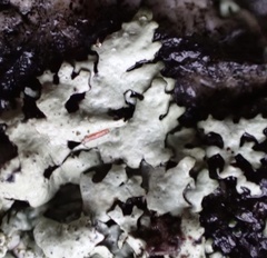 Xanthoparmelia plittii