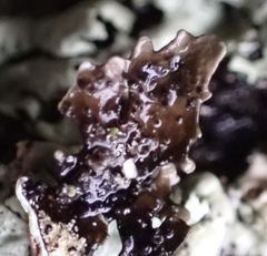 Xanthoparmelia plittii