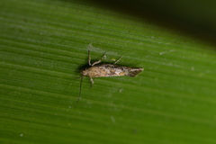 Tingena xanthomicta