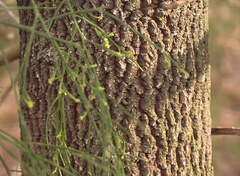 Exocarpos cupressiformis