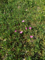 Carpobrotus glaucescens