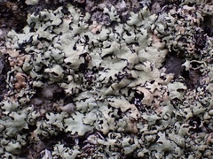 Xanthoparmelia plittii