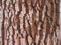 Exocarpos cupressiformis