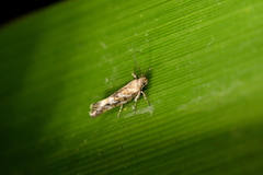Tingena xanthomicta