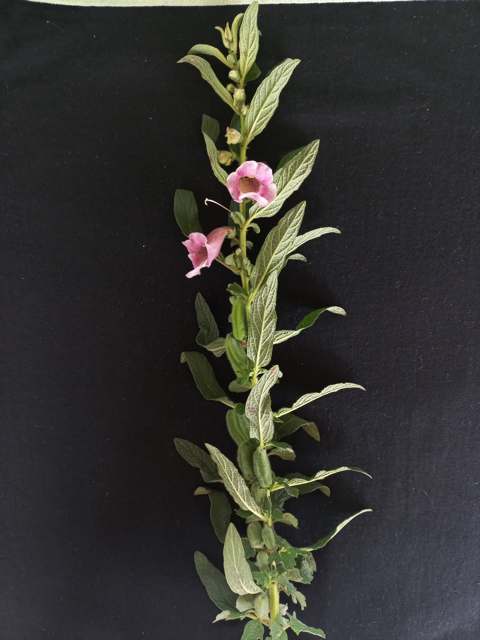 Wild Sesame (Sesamum radiatum)