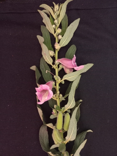 Sesamum radiatum, photograph 2