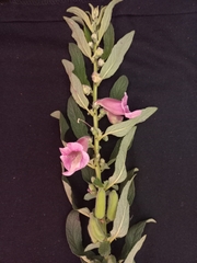 Sesamum radiatum, photograph author not stated, no rights reserved