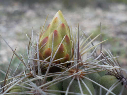 Thelocactus leucacanthus