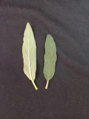 Sesamum radiatum, photograph author not stated, no rights reserved