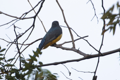 Trogon citreolus