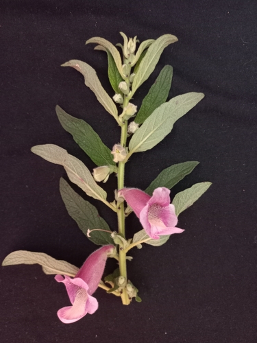 Sesamum radiatum, photograph 4