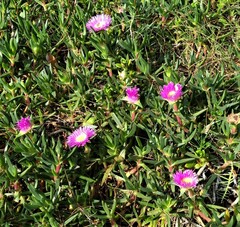 Carpobrotus glaucescens